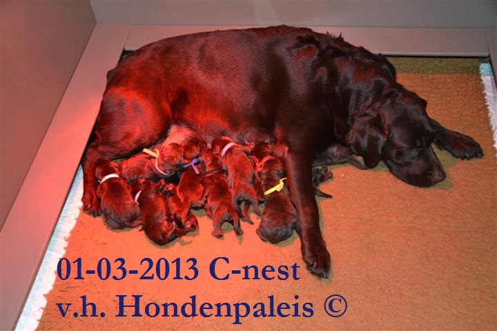 C-nest v.h Hondenpaleis