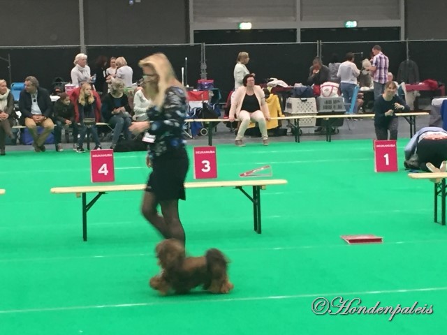 Chanty Maastricht Dogshow