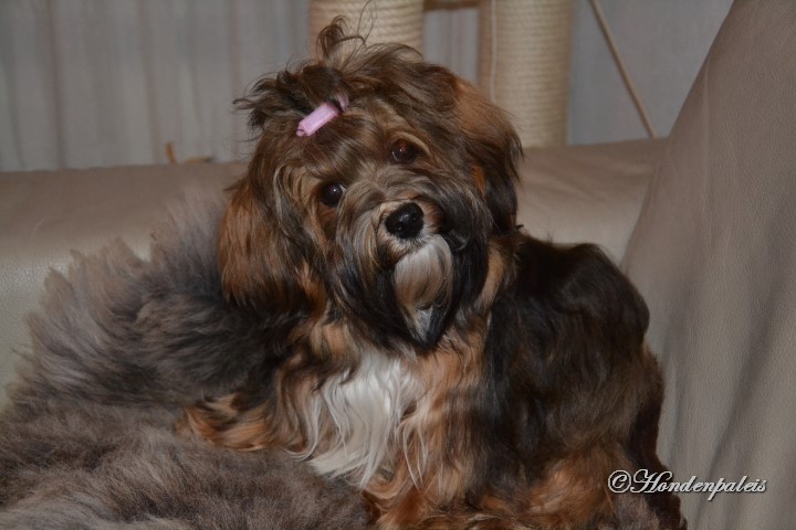 Chanty
