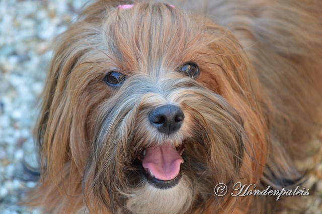 Chanty