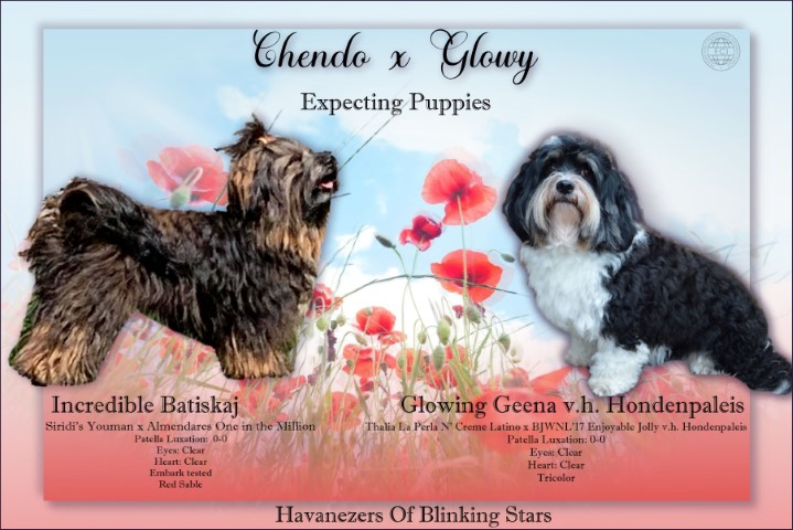 Kennel of Blinking Stars