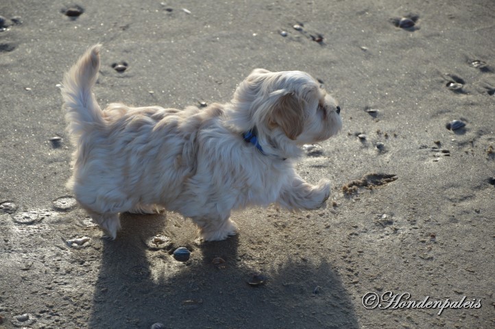 op het strand socialiseren