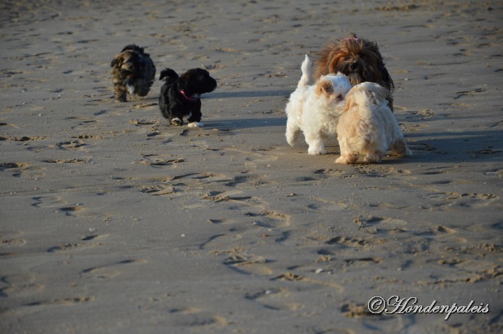 op het strand socialiseren