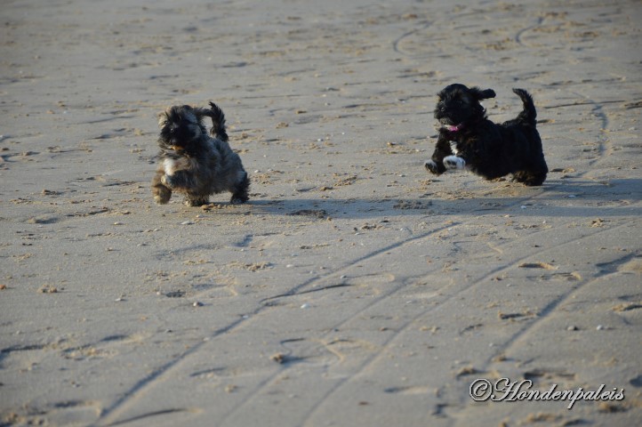 op het strand socialiseren