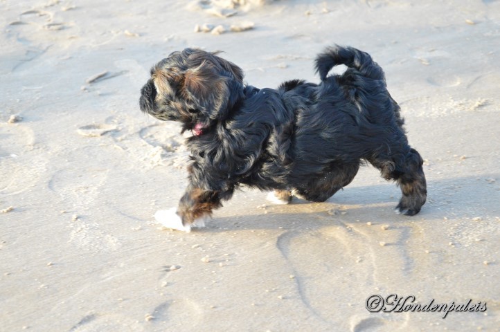 op het strand socialiseren