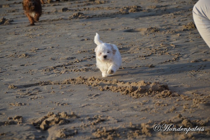 op het strand socialiseren