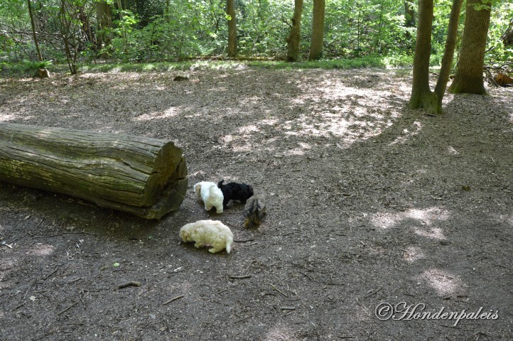 even ravotten in het bos