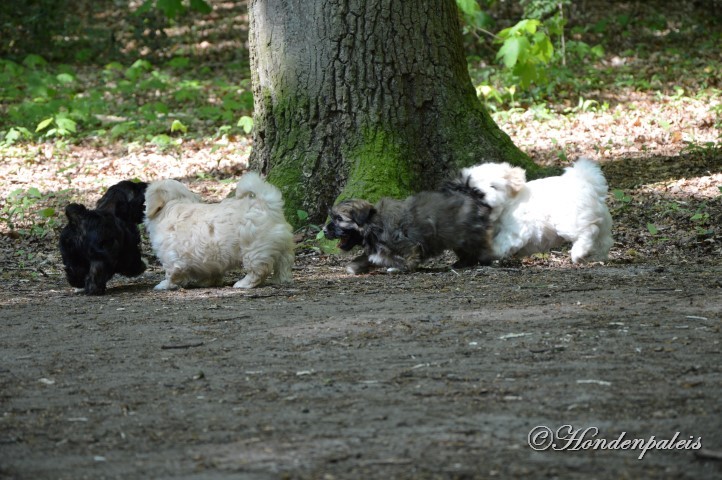 even ravotten in het bos