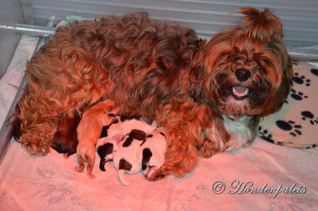Chanty met haar puppen