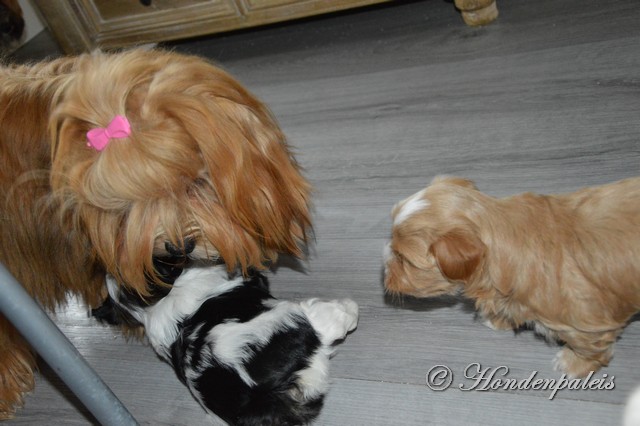 Gigi met de puppen