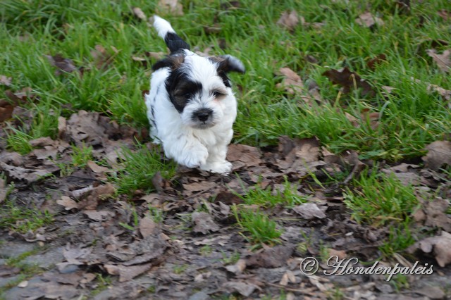 Fonzy in het park