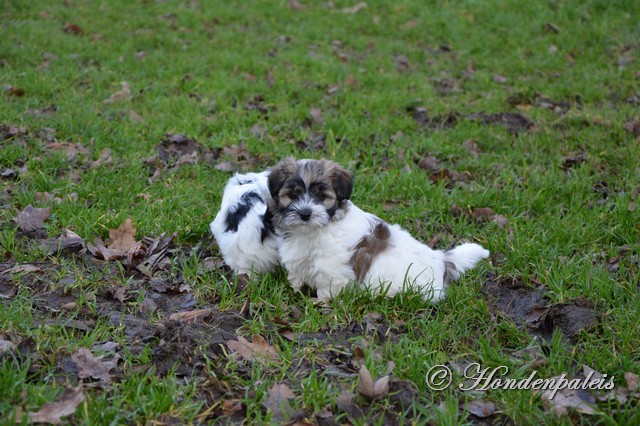 Fara in het park