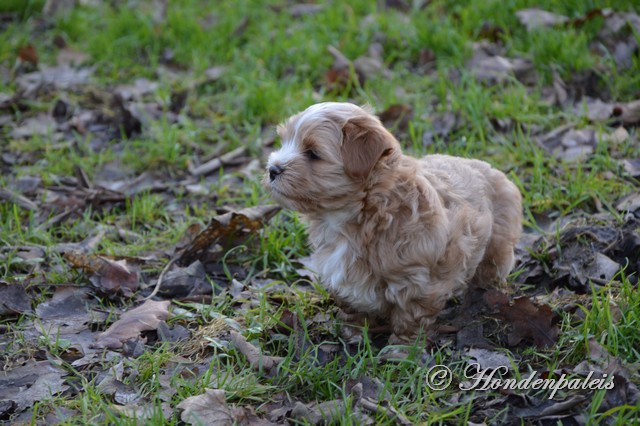 Flavio in het park