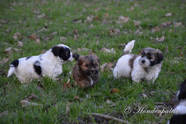 rennen in het park