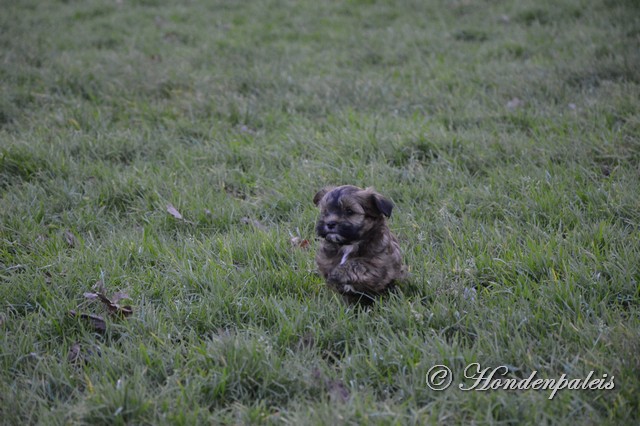 Flair in het park