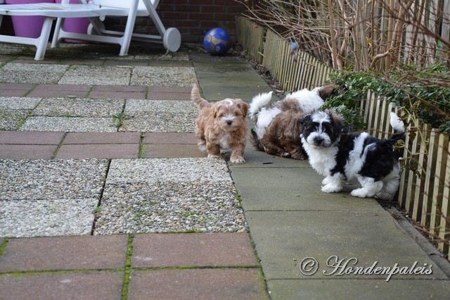 spelen in de tuin