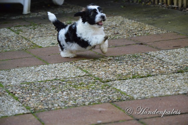 spelen in de tuin