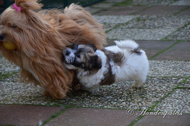 spelen in de tuin