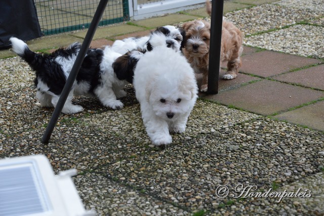 Socialiseren met Bolognezer puppen