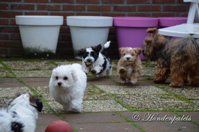 Socialiseren met Bolognezer puppen