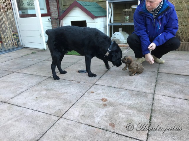 Socialiseren met Labrador