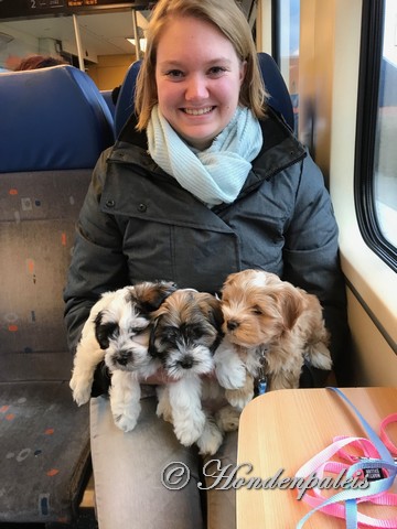 socialiseren in de trein