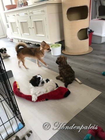 socialiseren met Chihuahua