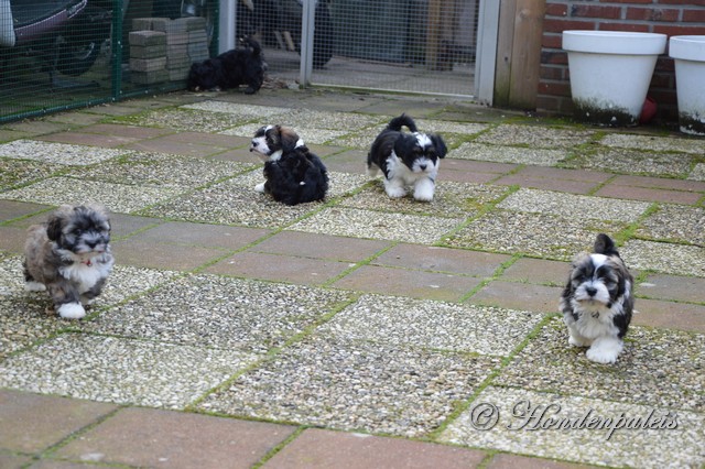 spelen in de tuin