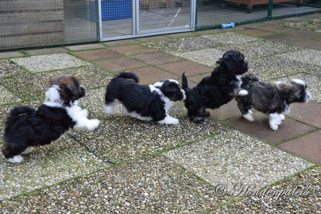 spelen in de tuin