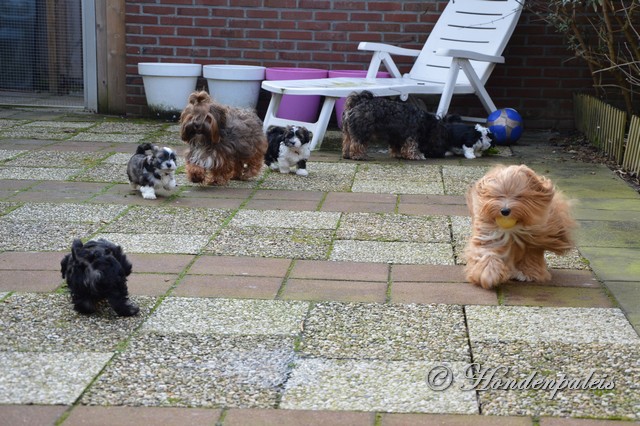 spelen in de tuin