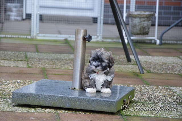 spelen in de tuin