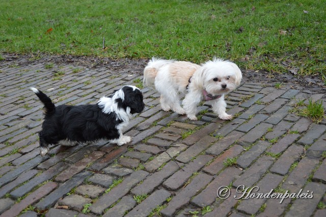 socialiseren park