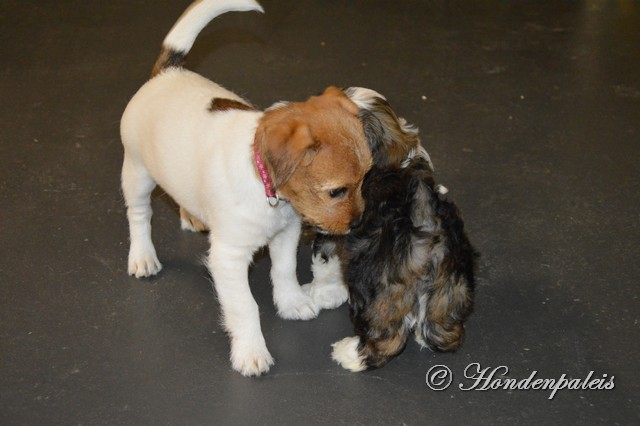 socialiseren puppytraining