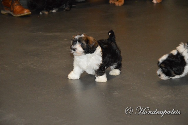 socialiseren puppytraining