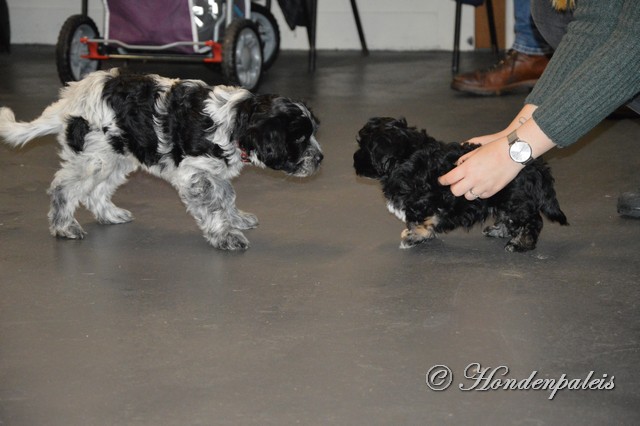 socialiseren puppytraining