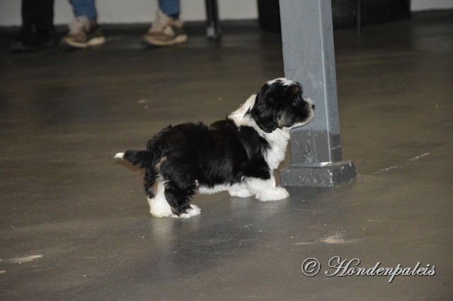 socialiseren puppytraining