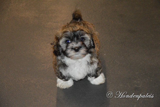 socialiseren puppytraining