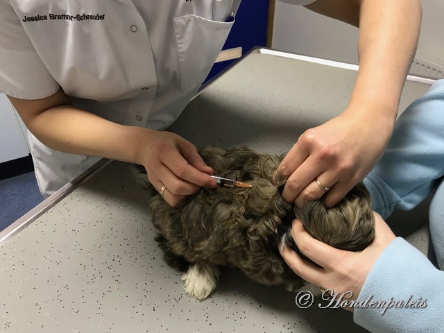 dierenarts check en vaccinatie