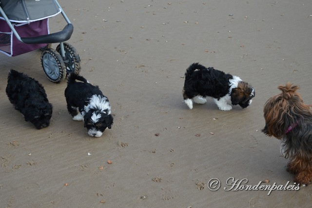 socialiseren strand