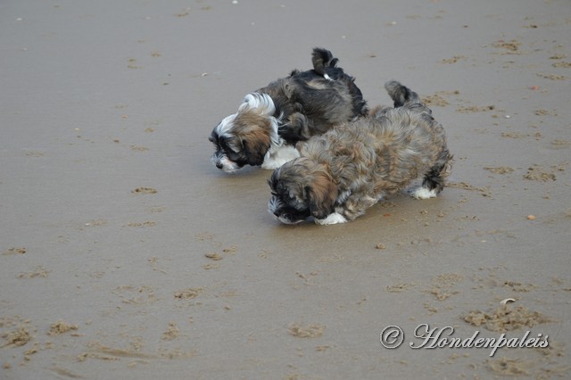 socialiseren strand