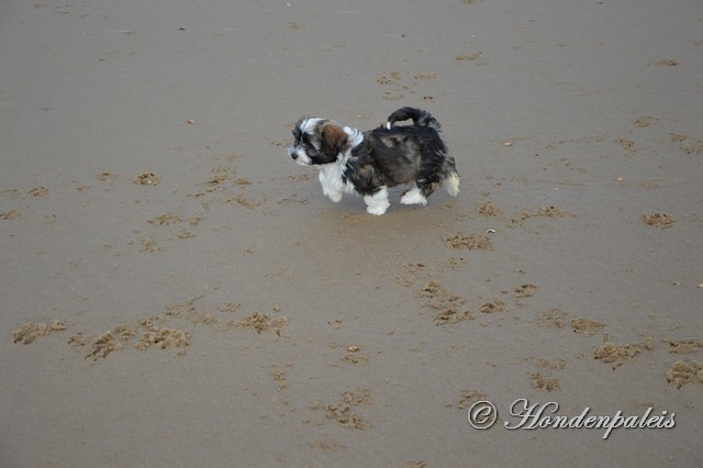 socialiseren strand