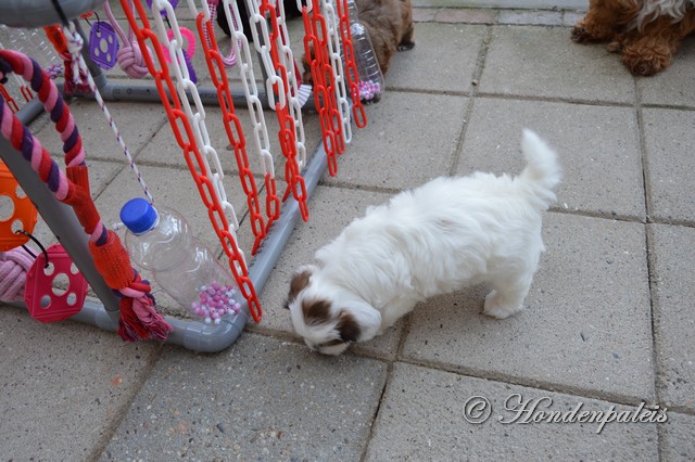 Holly met de puppygym