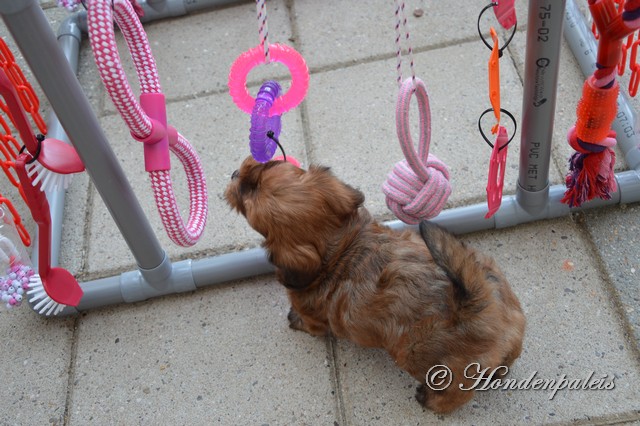 Hachi met de puppygym