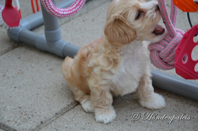 Honey met de puppygym