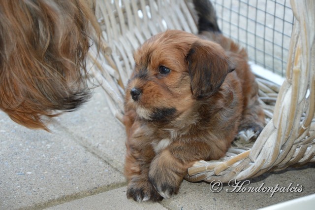 Hachi in de mand