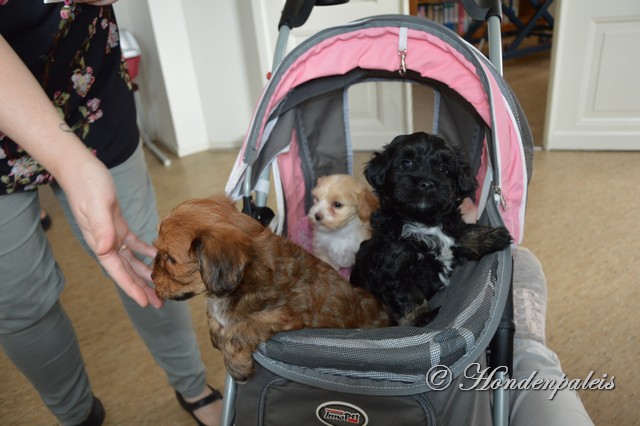 In de buggy naar de dierenarts