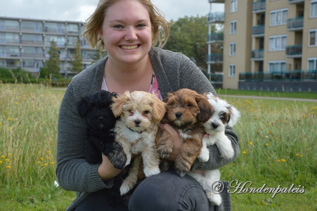 Charissa met Havanezers puppen