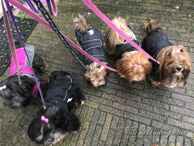 hondjes in de regen