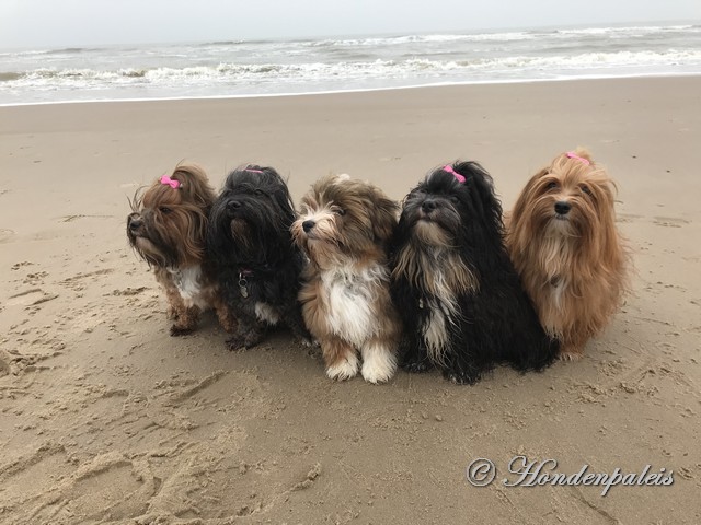 Onze 5 havanezers op het strand