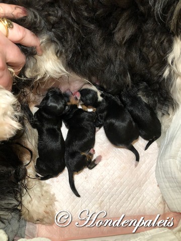 de eerste 4 puppen